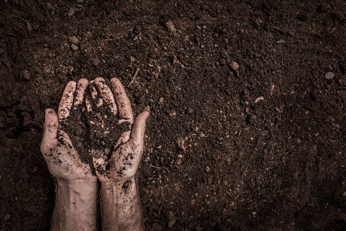 Soil Health and Biology 