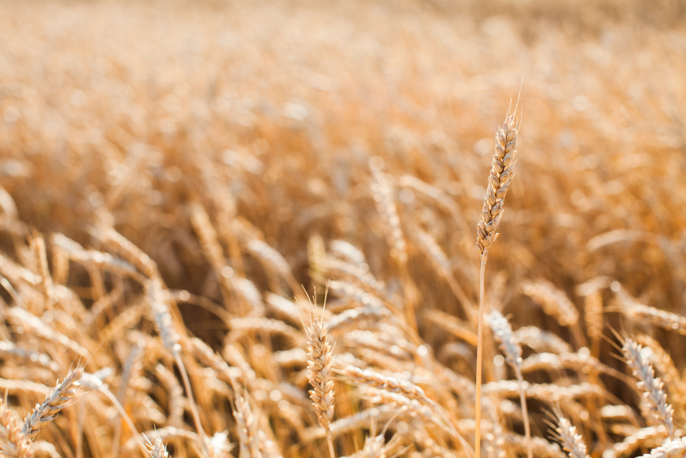 custom agronomics and sustainability