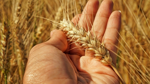 custom agronomics