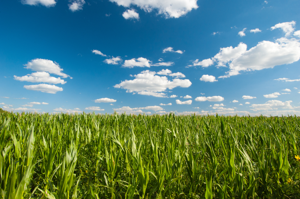 corn crop yield potential crop yield - grain
